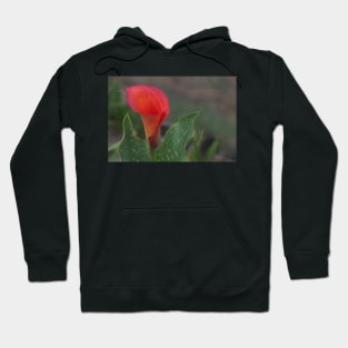 850_6108 Hoodie